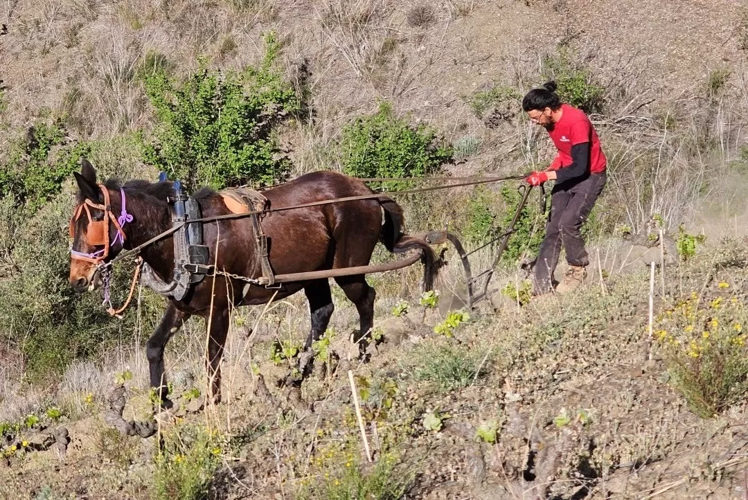 Priorat vs Rioja: de verschillen tussen twee iconische Spaanse wijnregio’s